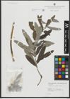 Foto von Salix salviifolia Brot.